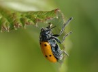 LADY BUG ! LADY BUG !