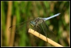 dragonfly in blue