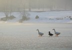 L'amicizia L'amicizia
