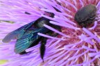 In the violet.... In the violet....
