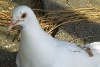 colomba bianca colomba bianca