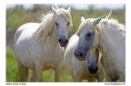 Cavalli Camargue