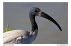 Ibis Sacro (ritratto) Ibis Sacro (ritratto)