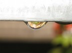 un mondo diverso dentro la goccia un mondo diverso dentro la goccia