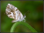Cacyreus Marshalli Cacyreus Marshalli