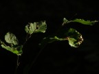 Foresta pistoiese Foresta pistoiese