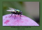 Corazza lucente Corazza lucente