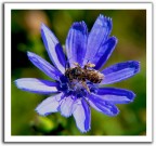 fiore di  malva con ape