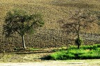 Gemelli diversi e mondi parelleli Gemelli diversi e mondi parelleli