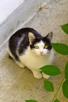 il gattino chiamato Juve il gattino chiamato Juve