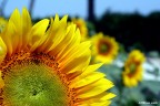 Girasole Girasole