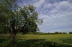 Paesaggio Grossetano Paesaggio Grossetano
