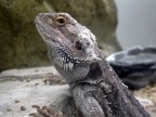 pogona