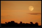 The moon in the savanha... The moon in the savanha...