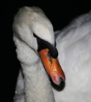 sigma 70-300
300mm iso400 f5.6