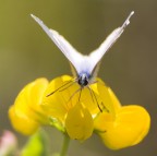 eos350 + sigma 70-300 apo macro