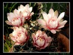 Fiori ... grassi
