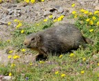 Marmotta insospettita