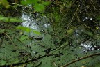 palude palude