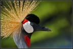 Gru coronata... Gru coronata...