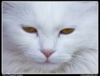 Gattone Gattone