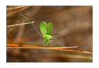 Mantis Mantis