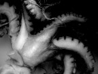 Octopus_part II Octopus_part II