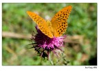 La bellezza della natura La bellezza della natura