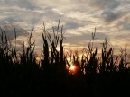 Uno sguardo tra il grano Uno sguardo tra il grano