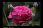 Rosa Rosa