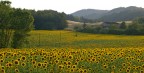 I miei girasoli......con supervisore I miei girasoli......con supervisore