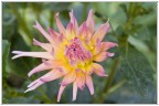 Fiore Fiore