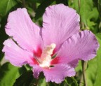 Ibiscus Ibiscus