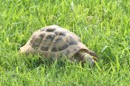 Lenta e rugosa Lenta e rugosa
