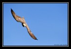 Falco Falco