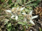 stelle alpine stelle alpine