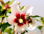 Impollinamento Impollinamento