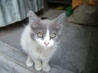 Micio Lima 2 Micio Lima 2