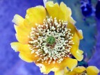 FIORE FIORE