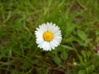Macro-erita Macro-erita
