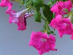 Fiori Fiori