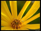 fiore e ragno fiore e ragno
