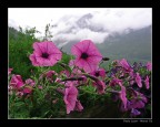 Fiori e Nuvole Fiori e Nuvole