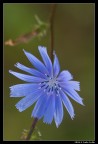 Turchese Turchese
