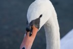cigno portrait cigno portrait