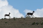daini melanici daini melanici