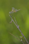 libellula in verticale