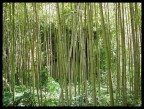 La Foresta dei Pugnali Volanti La Foresta dei Pugnali Volanti