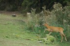 capriolo in fuga capriolo in fuga