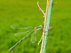 libellula libellula